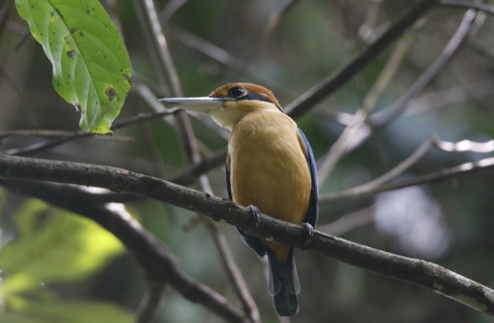 Taman Wisata Alam Kerandangan Lombok Menikmati Sensasi Birdwatching